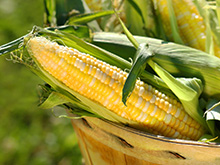 Multicolor Corn